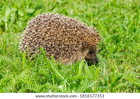 Similar – Kleiner Igel im Garten, mit Blick auf die Kamera