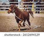 West Fest and Rodeo in Willcox Arizona