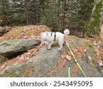 A west highland terrier attached to a leash while standing on a rock in the woods.