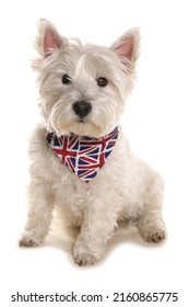 West highland terrier dog wearing a Union Jack bandana isolated on a white background