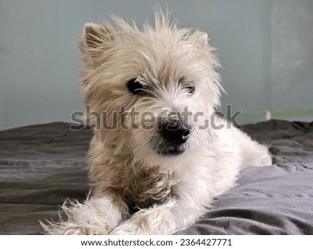 A west highland terrier looking perturbed as it lies on a bed.