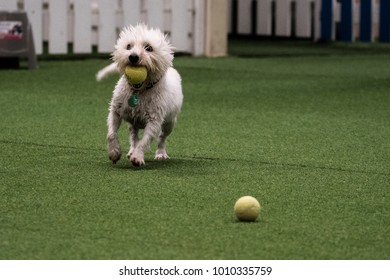 West Highland Terrier Playing Fetch At An Indoor Play Park