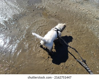 A West Highland Terrier Playing In A Mud Puddle.