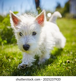 West highland terrier puppy  playing in sunshine on green grass