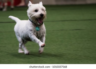 West Highland Terrier Running Around At The Indoor Play Park.