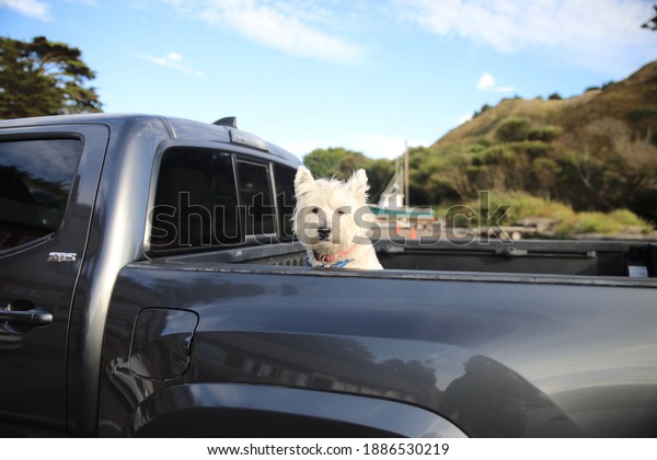 West highland terrier seen waiting\
at the back of the truck for his owner who is a fisherman at small\
town along the pacific coast of Northern\
California.