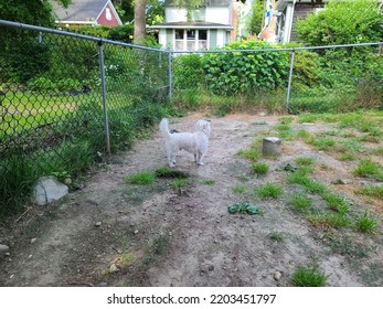 A West Highland Terrier Standing Inside Of A Dog Cage.