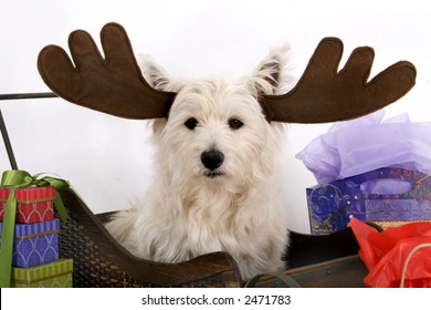 West Highland Terrier wearing reindeer antlers and surrounded by Christmas gifts