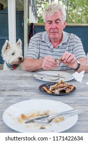 West Highland Terrier Westie Dog Watching Retired Caucasian Man Pick At Bones After Meal