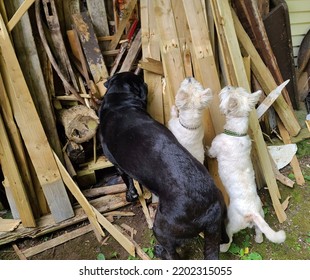 West Highland Terriers And A Black Lab Sniffing A Wood Pile For A Rat.