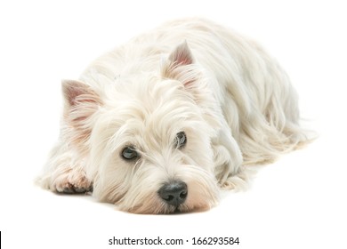 West highland whit terrier lying over white background