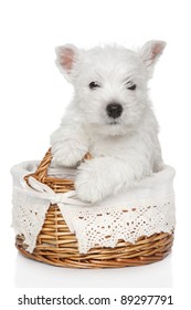 West Highland White Terrier (1 month) sits in basket on white background
