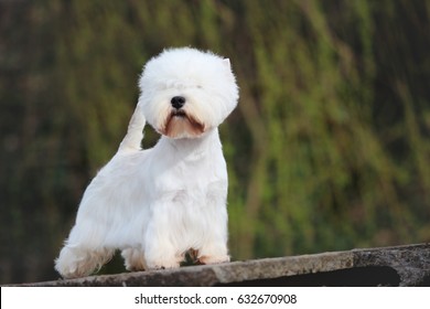 West Highland White Terrier