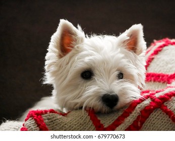 West Highland White Terrier
