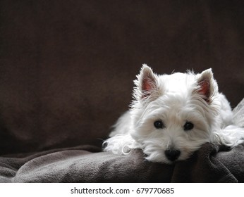 West Highland White Terrier
