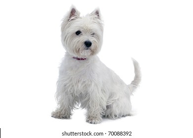 West Highland White Terrier