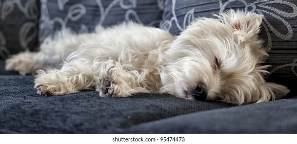 West Highland White Terrier