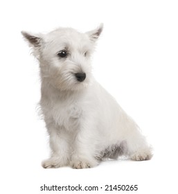 West Highland White Terrier (3 months) in front of a white background