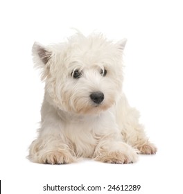 West Highland White Terrier (8 months) in front of a white background