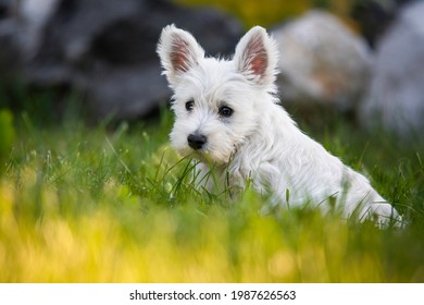 West Highland White Terrier, commonly known as the Westie. Small white puppy sitting in the grass. Beautiful small dog with cute standing ears. White fluffy fur. Evening light on foreground. Cute pup.