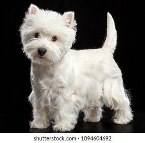 West highland white terrier Dog  Isolated  on Black Background in studio
