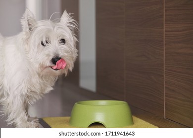 West Highland White Terrier dog at home eating his delicious meal with his tongue out. 
