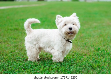 West Highland Terrier Images Stock Photos Vectors Shutterstock