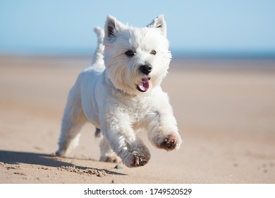 West Highland White Terrier Dog