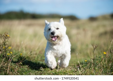 West Highland White Terrier Dog