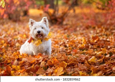 west highland white terrier wallpaper