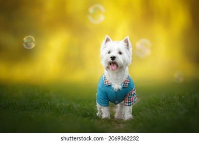 west highland white terrier dog play with bubbles in sunny nature