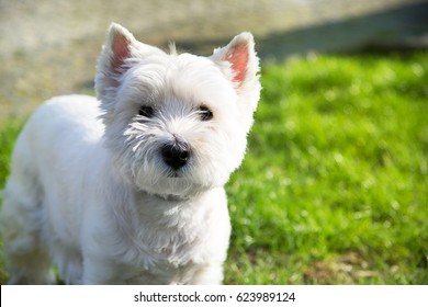 West Highland White Terrier, White Dog