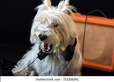 

West highland white terrier dog with headphones.