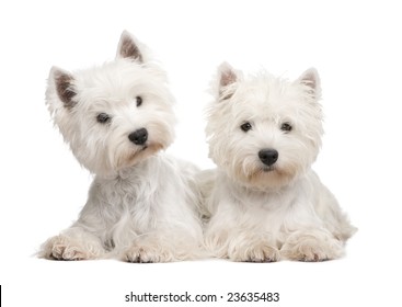 White Westie Images Stock Photos Vectors Shutterstock