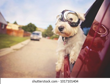 West Highland White Terrier With Goggles On Riding In A Car With The Window Down Through An Urban City Neighborhood On A Warm Sunny Summer Day Toned With A Retro Vintage Instagram Filter 