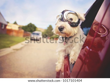 west highland white terrier with goggles on riding in a car with the window down through an urban city neighborhood on a warm sunny summer day toned with a retro vintage instagram filter 