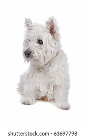 West Highland White Terrier Isolated On White