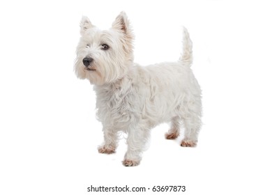 West Highland White Terrier Isolated On White