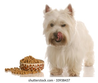 west highland white terrier licking lips standing beside food dish