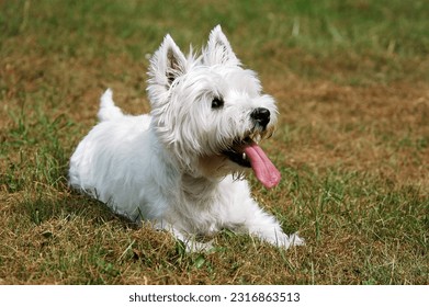 West Highland white terrier lies in the grass - Powered by Shutterstock