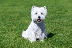 West Highland White Terrier On Green Grass
