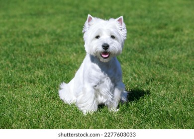 West Highland White Terrier on green grass - Shutterstock ID 2277603033