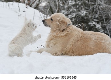 West Highland White Terrier playing with a Golden Retriever