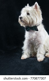 West Highland White Terrier portrait with bow tie, black background