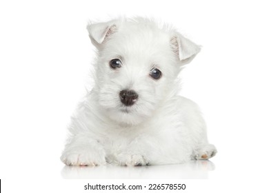 West Highland White Terrier puppy lying on white background