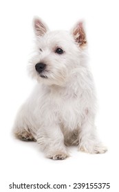 West Highland White Terrier Puppy Isolated Over White Background