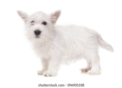 West Highland White Terrier Puppy Isolated Over White Background