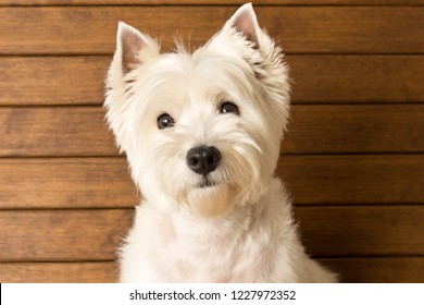 The West highland white Terrier sits against a wooden wall. Close up.