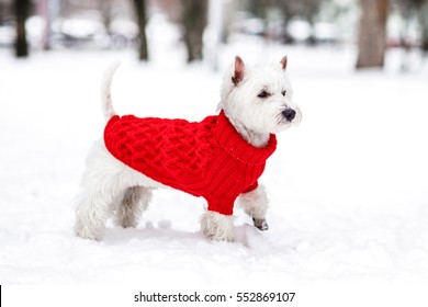 Snow Terrier Images, Stock Photos 