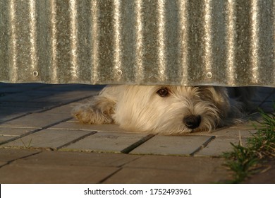 West Highland White Terrier Are Stuck His Head Under The Fence. Cute Sad Westie Waiting For His Owner